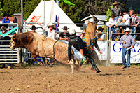 Australia Rodeo Bull Riding Photograph