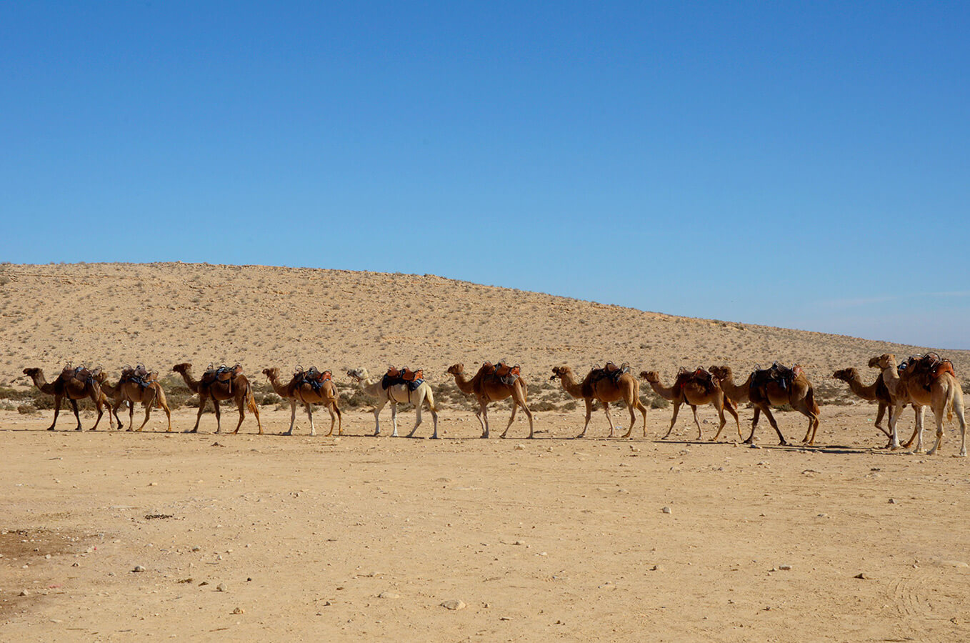 Camels in Negev Desert Israel by Carrie Morgan