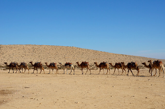 Camels in Negev Desert Israel Fine Art Photography